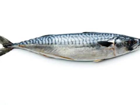 Mackerel (Atlantic)