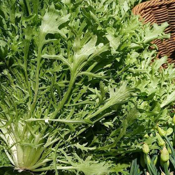 Endive