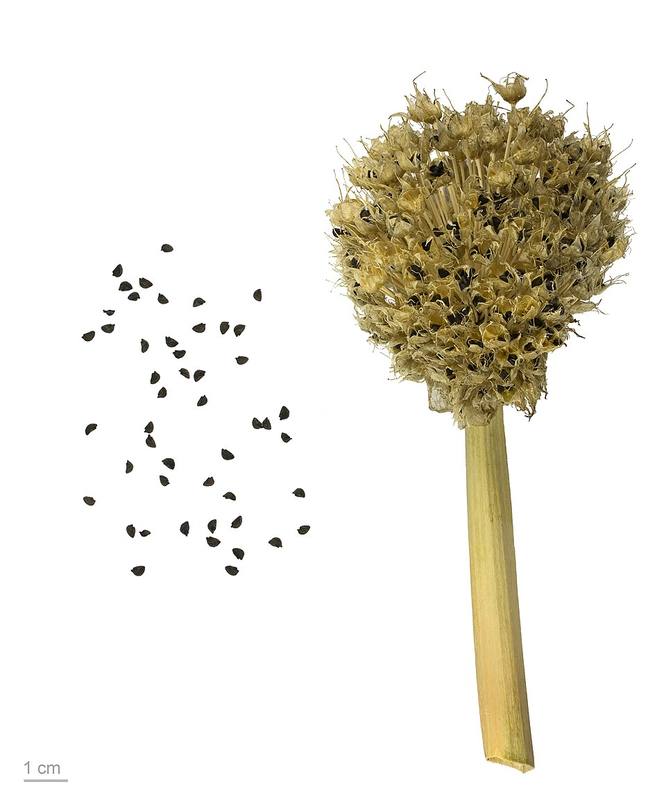 Scallions