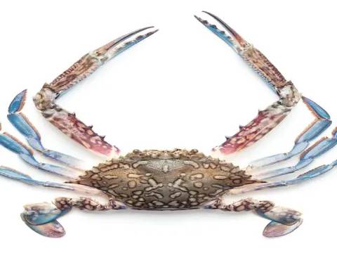 Crab (Blue)
