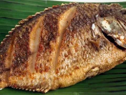 Tilapia