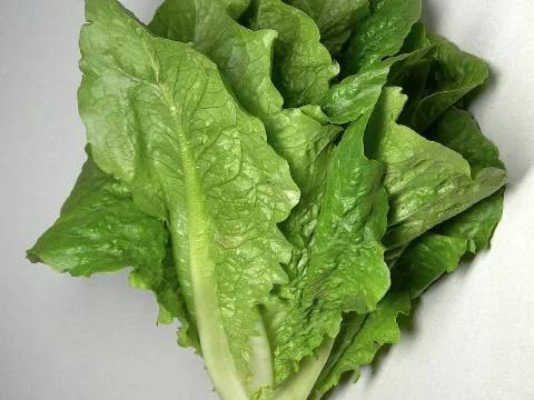 Romaine Lettuce