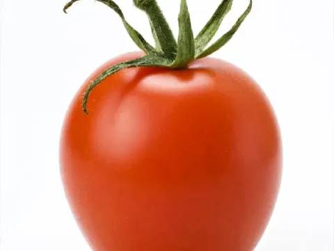 Tomato
