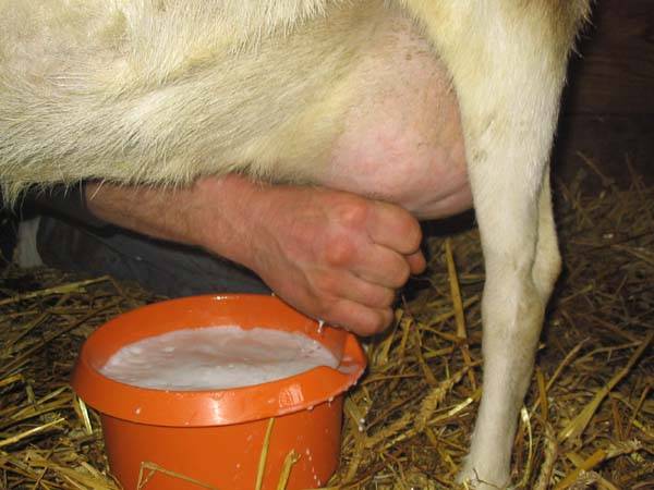 Goat Milk