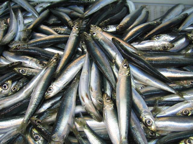 Herring (Atlantic)