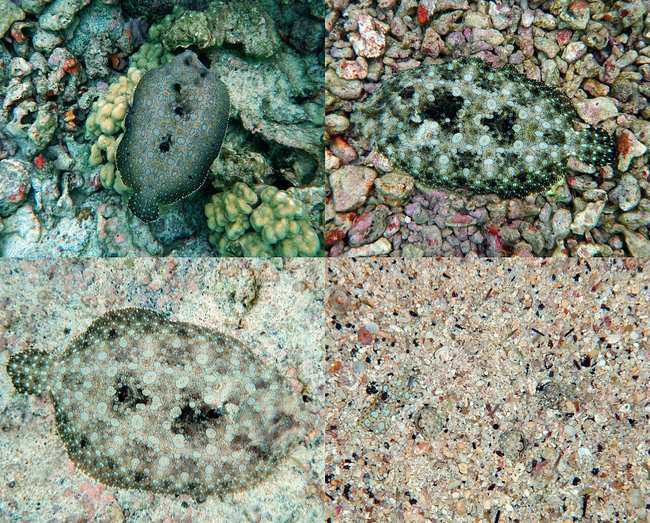 Flounder
