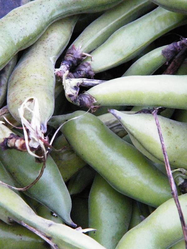 Fava Beans