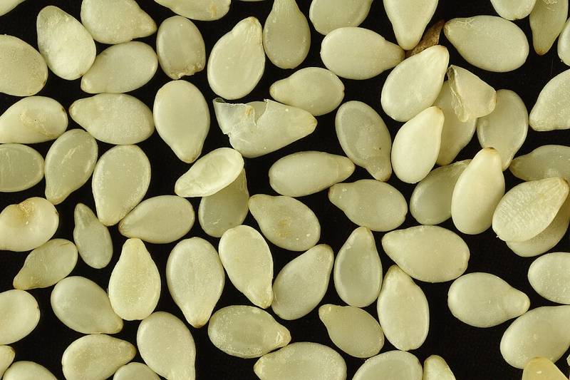 Sesame Seeds